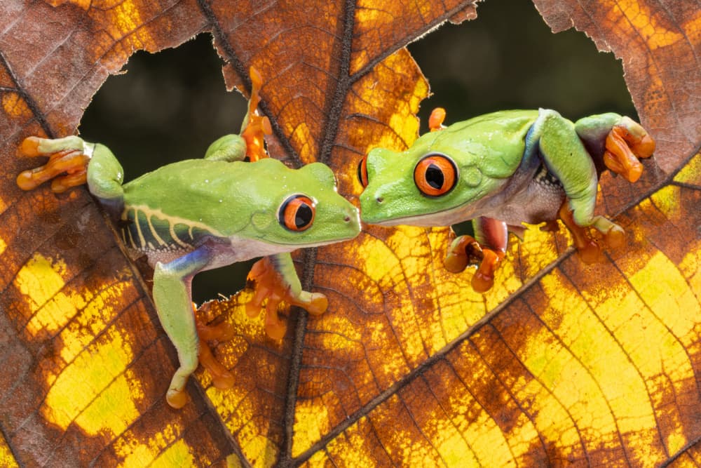 Curious Red-Eyed Frogs by Prijasambada — canvas wall art