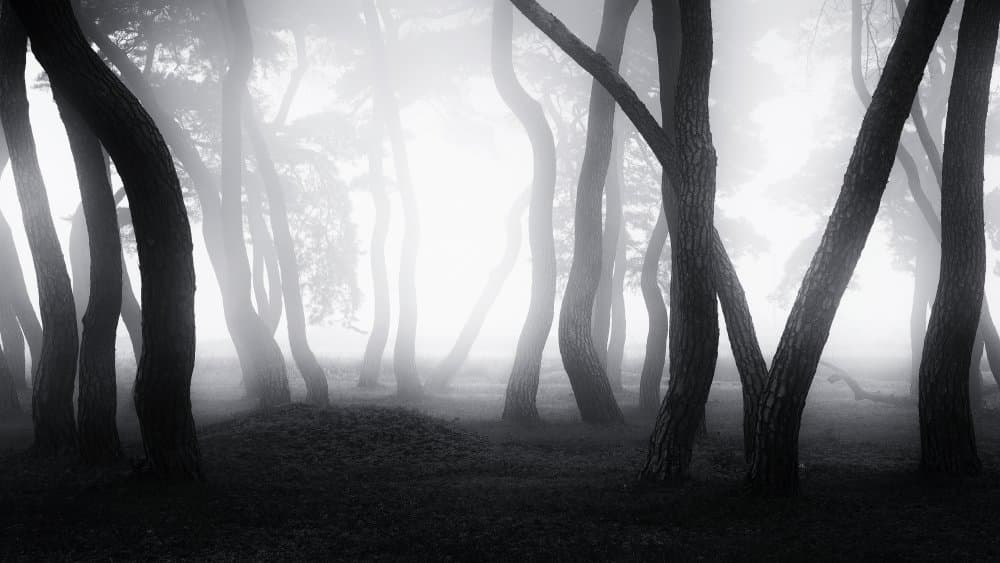 Winding Trees in Mist by Gwangseop Eom — canvas wall art
