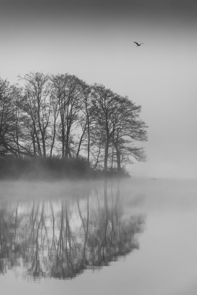 Misty Lake Reflections Bird by Benny Pettersson — canvas wall art