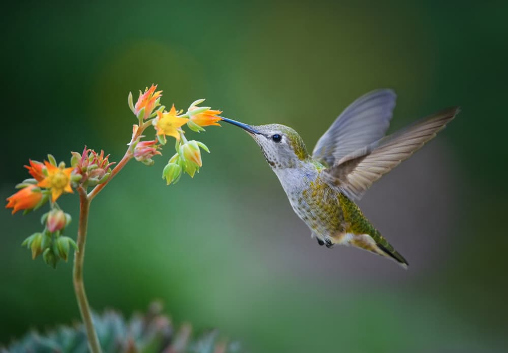 Vibrant Hummingbird Flower by Xiaojian Huang — canvas wall art