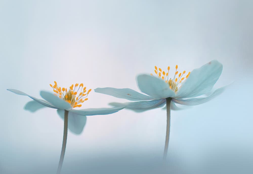 Blue Spring Blooms by Ylva Sjögren — canvas wall art