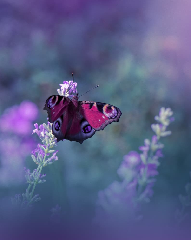 Peacock Butterfly on Lavender by Juliana Nan — canvas wall art