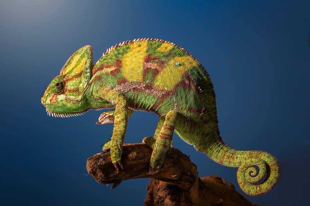Vibrant Green Chameleon by Jose Garcia — canvas wall art