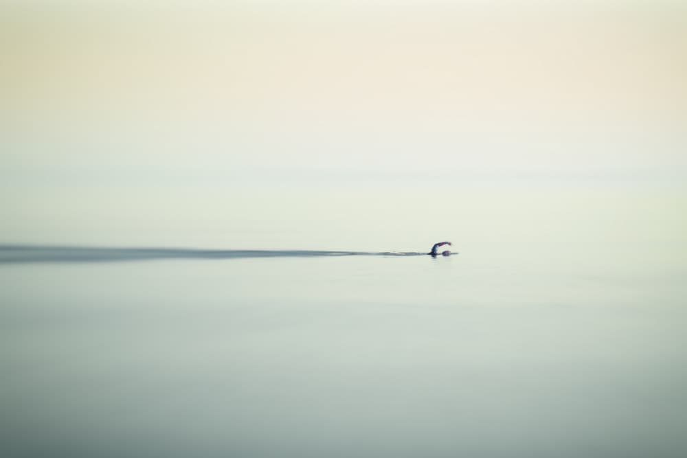 Lone Swimmer Serenity by Emilio Pino — canvas wall art