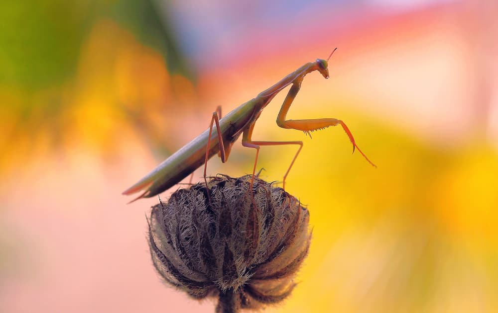 Praying Mantis on Bloom by Thierry Dufour — canvas wall art