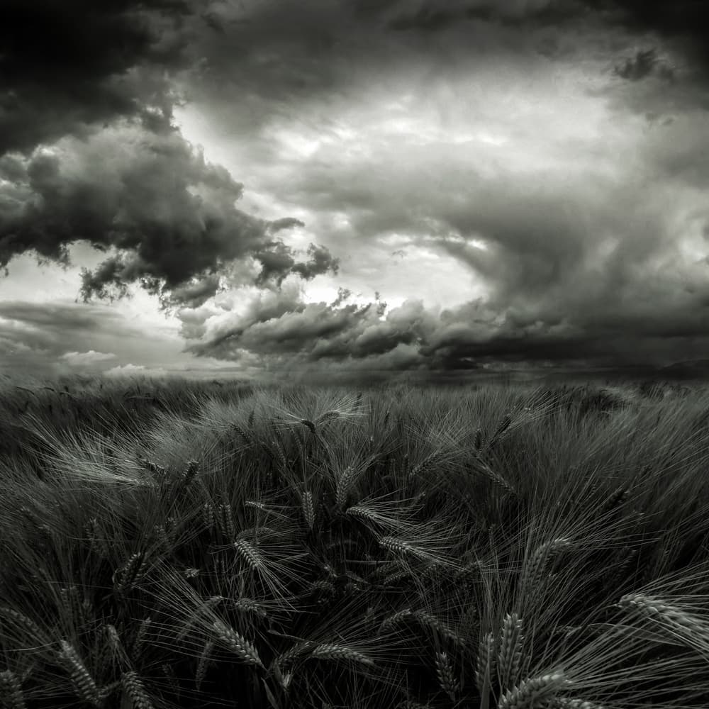 Stormy Wheat Field by Franziskus Pfleghart — canvas wall art