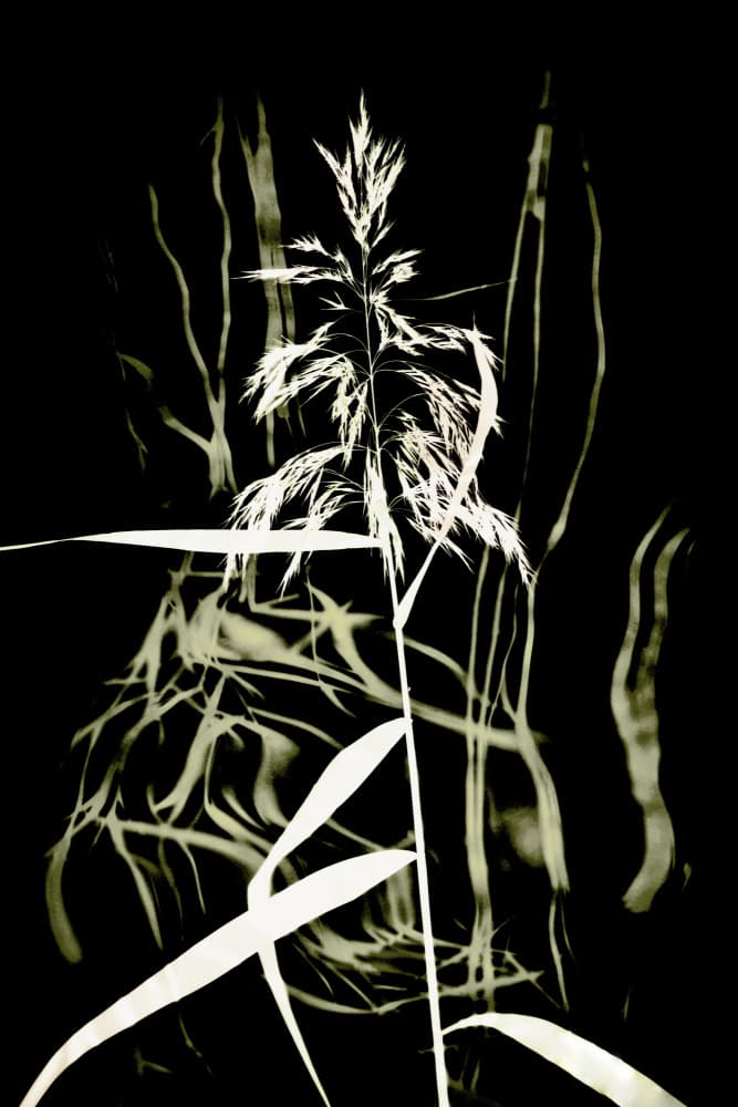 Dark Reed Silhouette by Christina Sillen — canvas wall art
