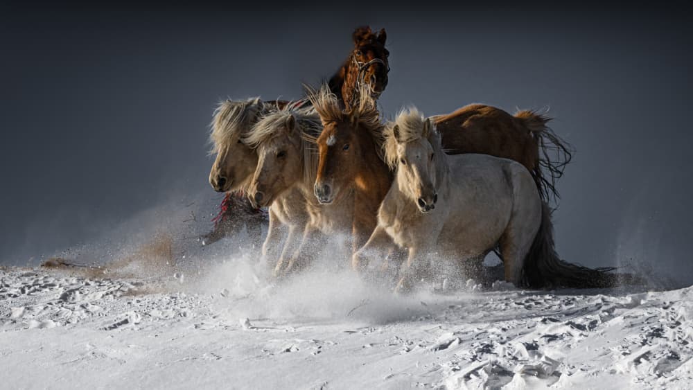 Wild Horses Running Snow by Chuanxu Ren — canvas wall art