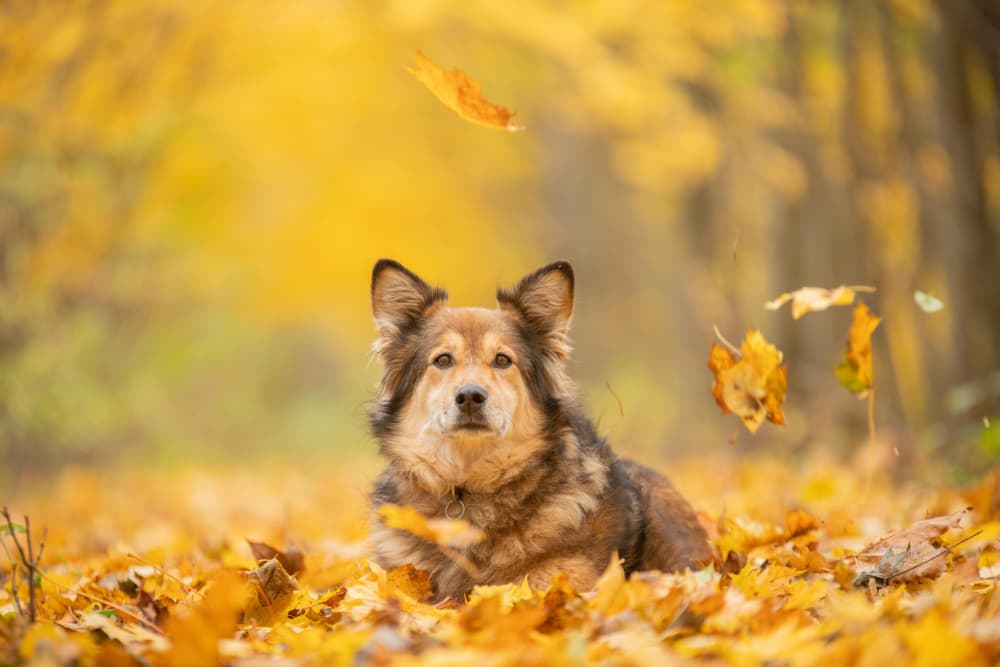 Golden Fall Dog by Izabela Ciepła — canvas wall art