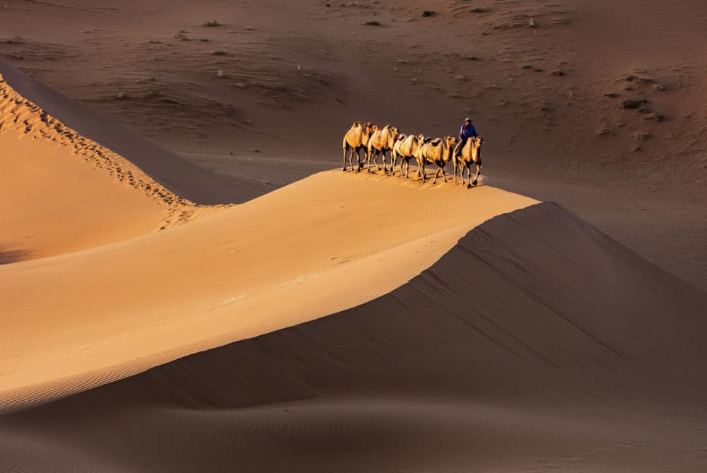 Desert Camel Caravan by Shin Woo Ryu — canvas wall art