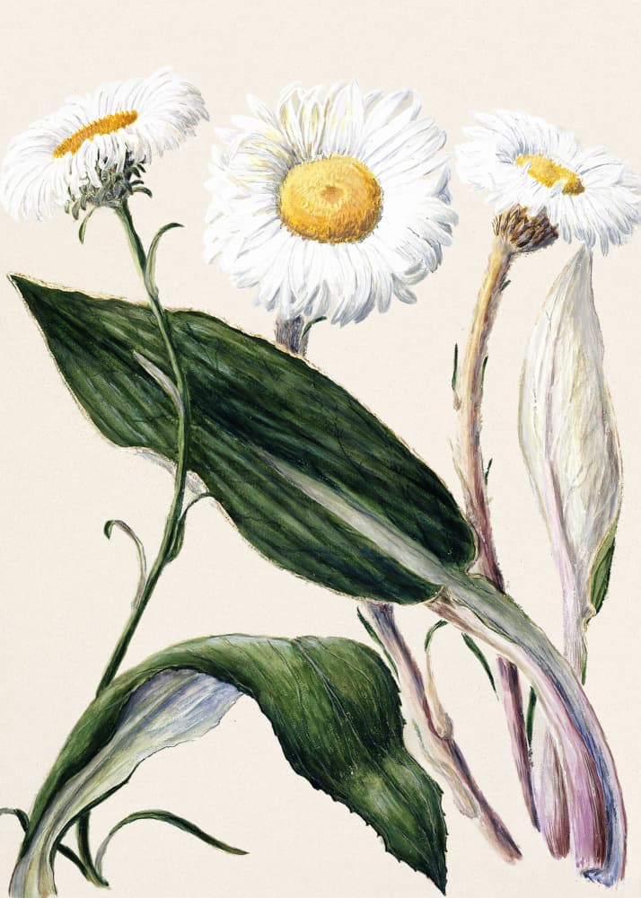 New Zealand Mountain Daisies Drawn By Sarah Featon (1848–1927 by Sarah Featon — canvas wall art