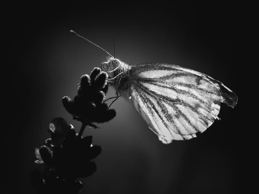 Elegant Butterfly Close Up by Eiji Yamamoto — canvas wall art