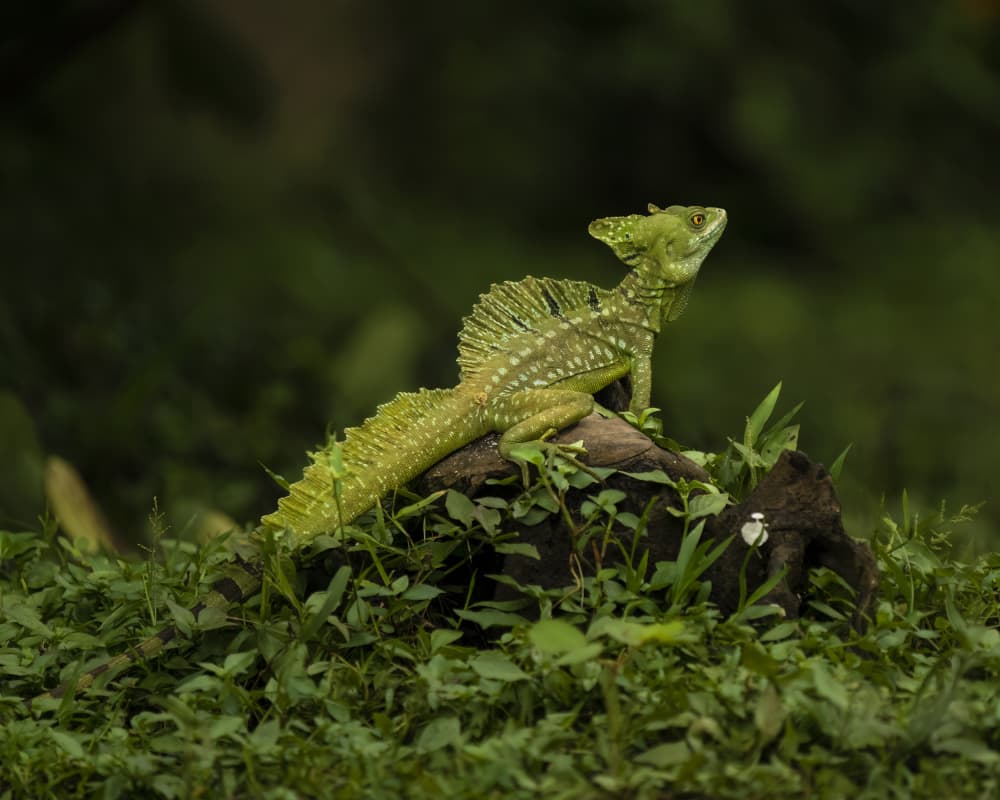 Vibrant Green Basilisk by Saurabh Dhanorkar — canvas wall art