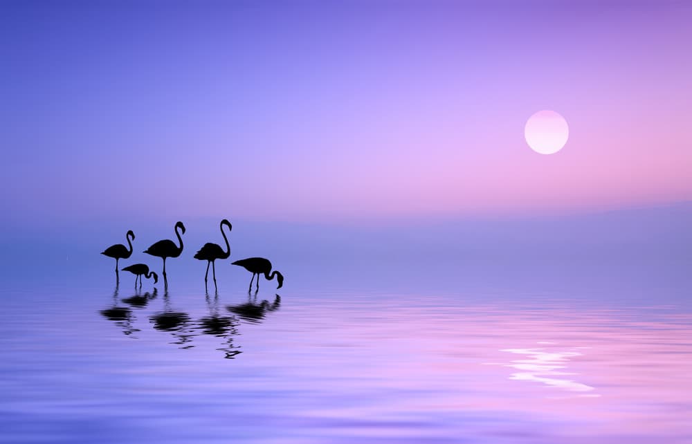 Serene Flamingo Twilight by Bess Hamiti — canvas wall art