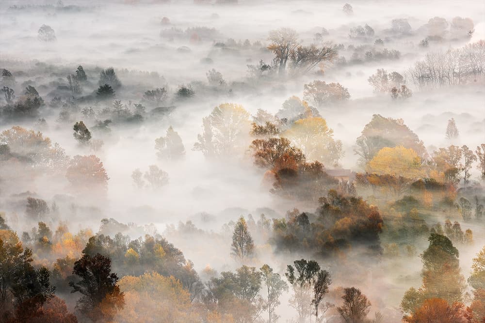 Misty Autumn Forest by Roberto Marini — canvas wall art