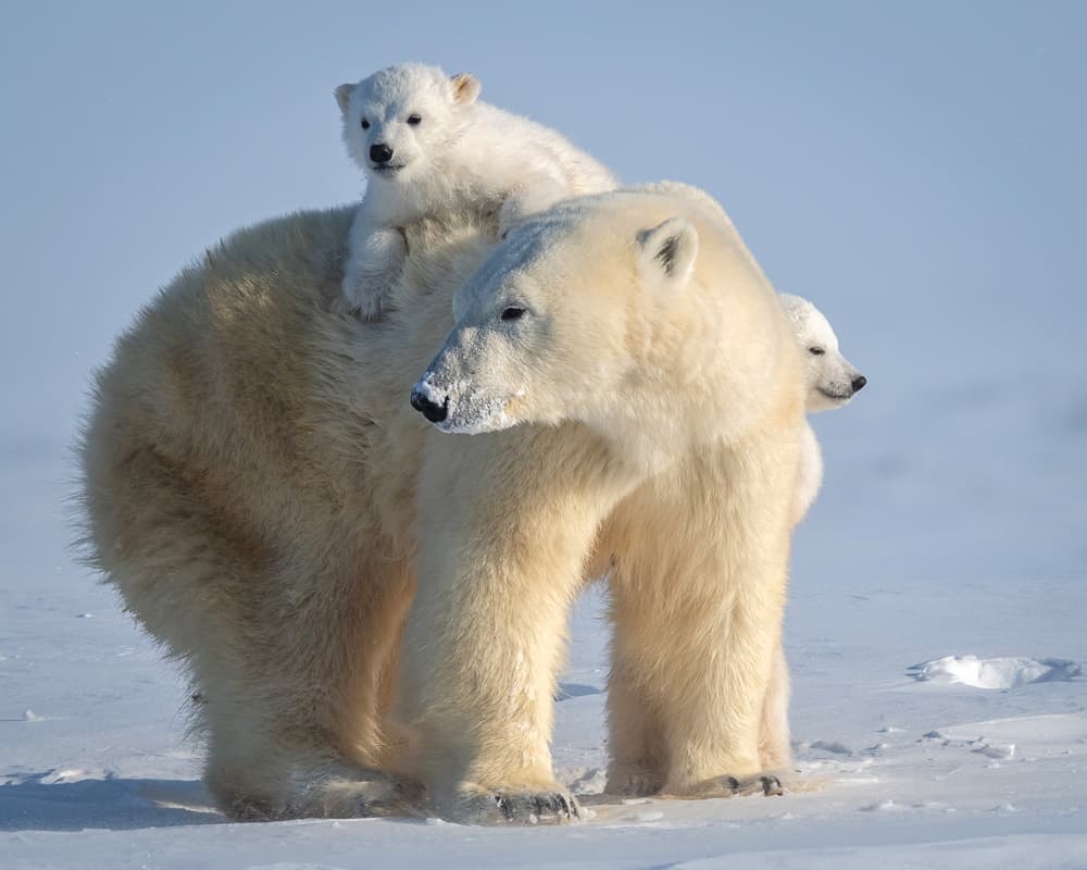 Mischievous little polar bear by Hung Tsui — canvas wall art