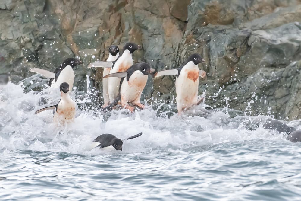 Adelie Penguins Splashing Ashore by Siyu_Wei APA — canvas wall art