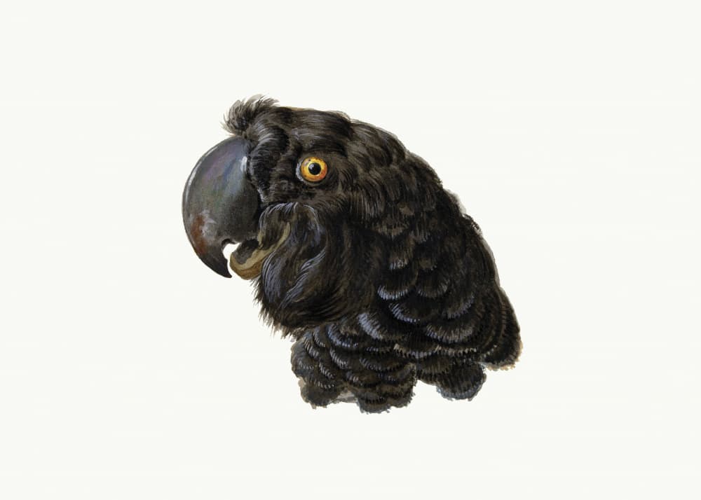 Cockatoo by Aert Schouman — canvas wall art