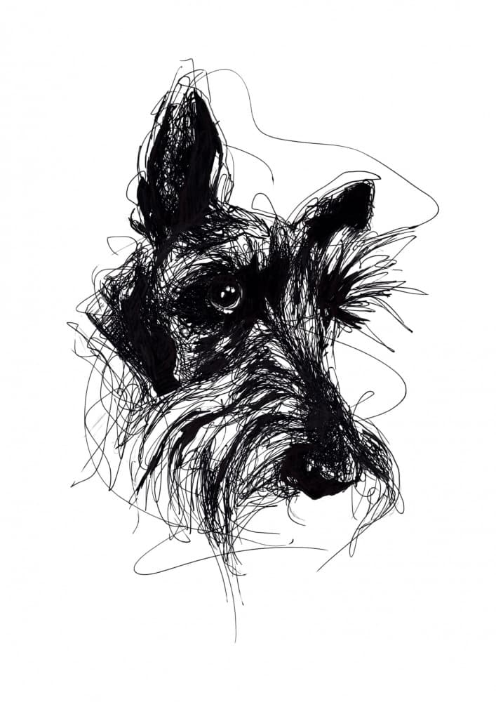 Expressive Scottish Terrier Sketch by Kiarra B — canvas wall art