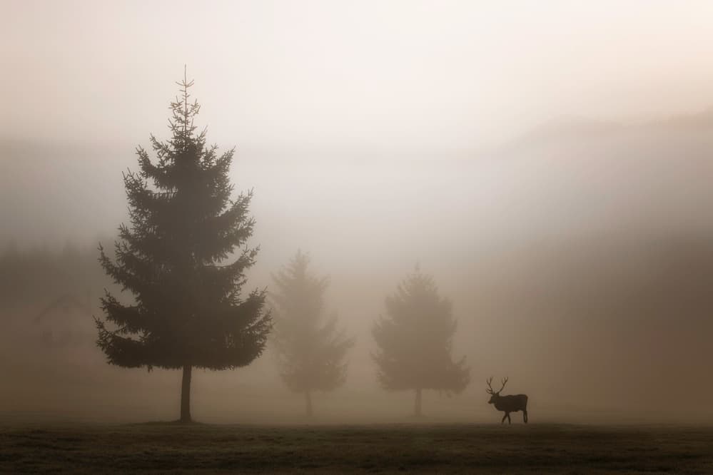 Elk in Morning Fog by Marco Bruna — canvas wall art