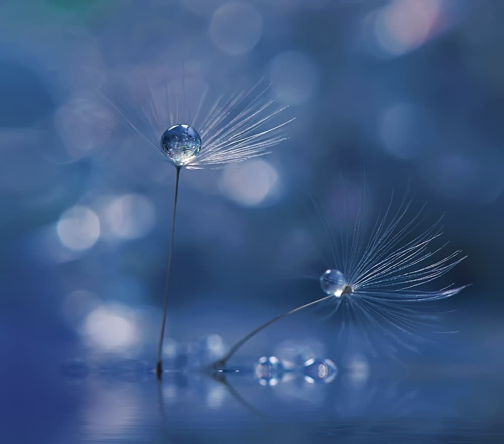 Serene Dandelion Reflection by Juliana Nan — canvas wall art
