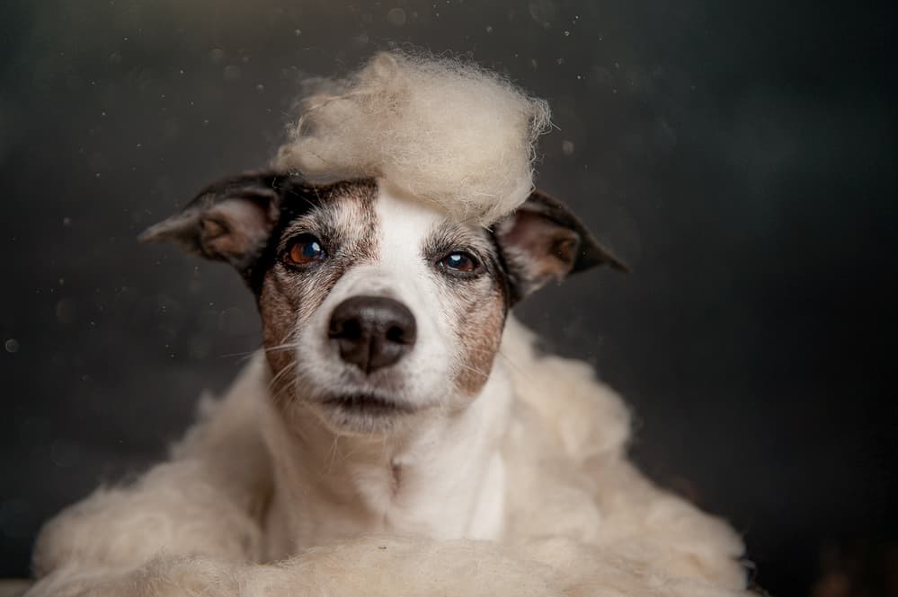 Funny Dog Hairdo by Heike Willers — canvas wall art