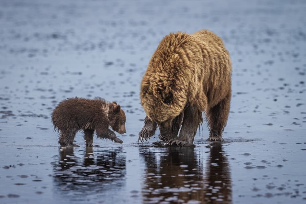 Mother Bear And Cub by Mark Strom — canvas wall art