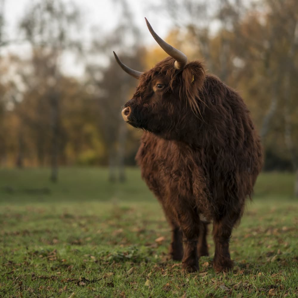 Highland Cow in Autumn by Gert van den Bosch — canvas wall art