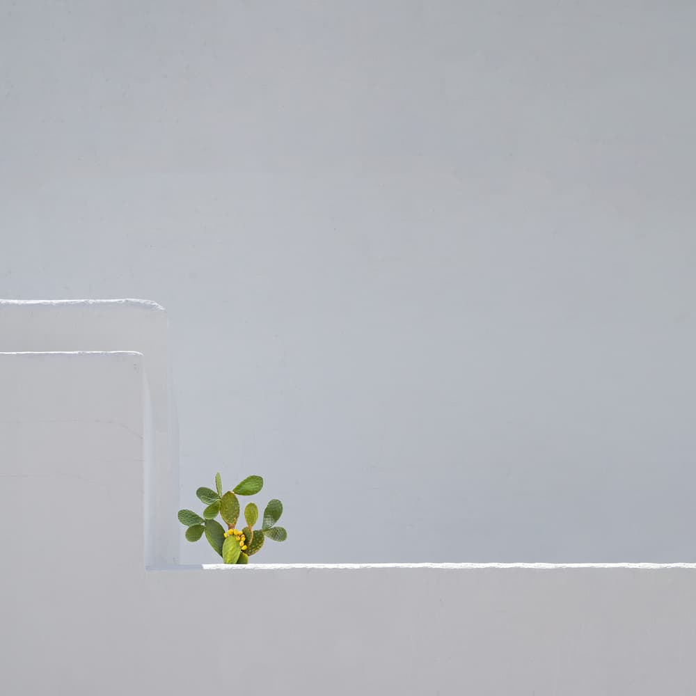 Minimal Plant on White by Rolf Endermann — canvas wall art