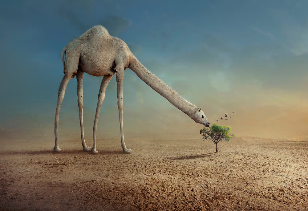 Long Neck Camel by Sulaiman Almawash — canvas wall art