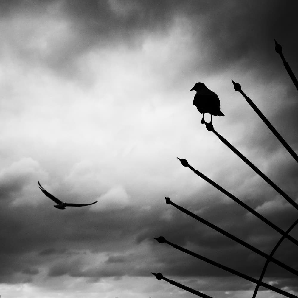 Birds In Silhouette by Emel Sefer — canvas wall art