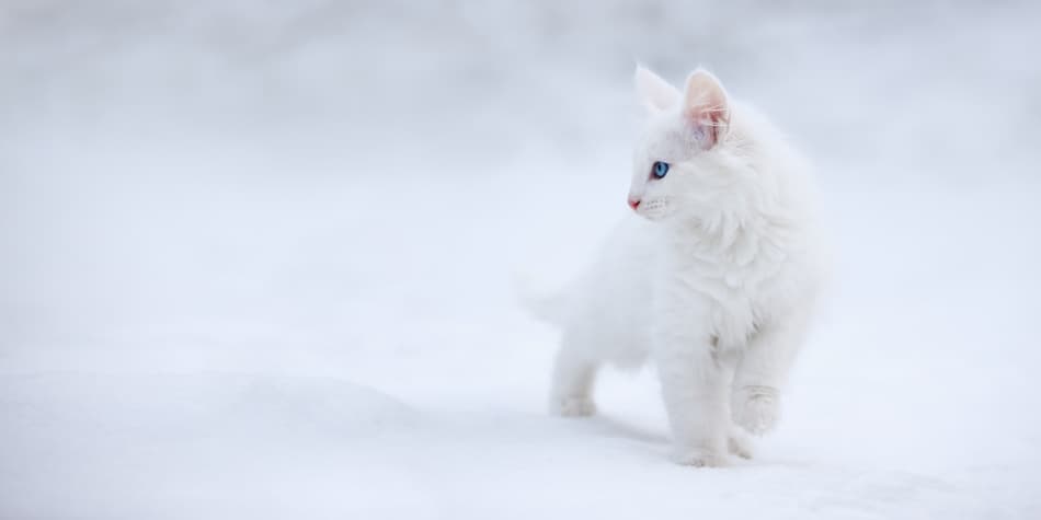 White Kitten in Snow by Esmée Prexus — canvas wall art
