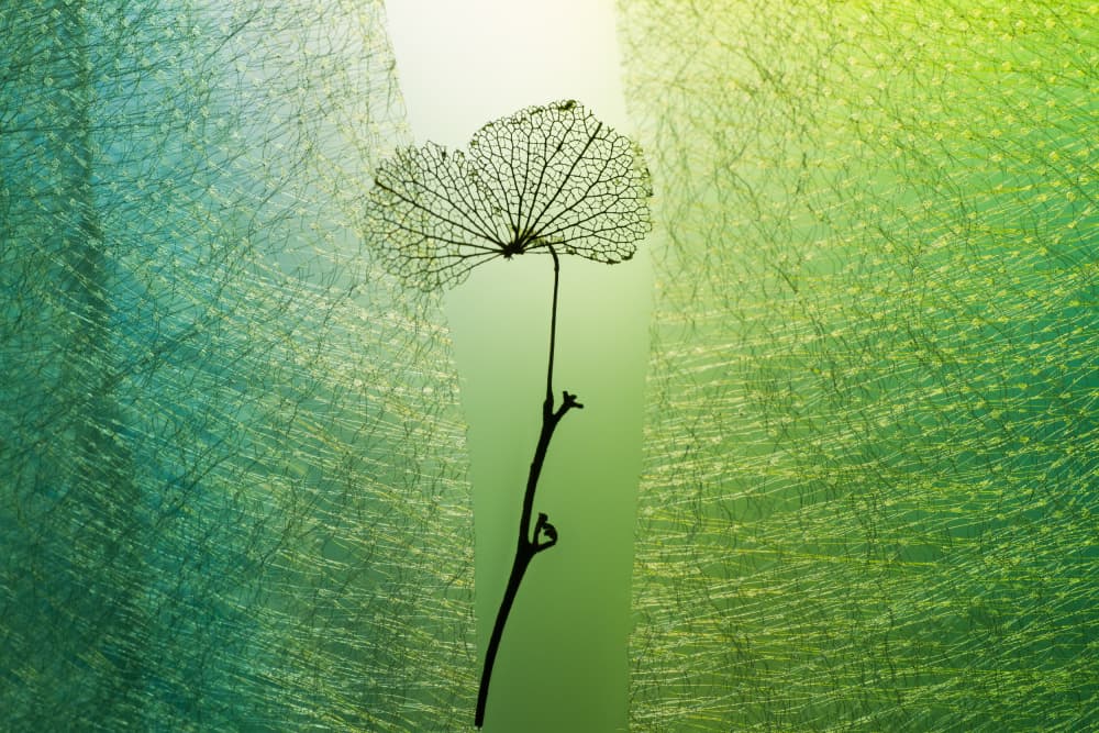 Delicate Skeleton Leaf by Shihya Kowatari — canvas wall art