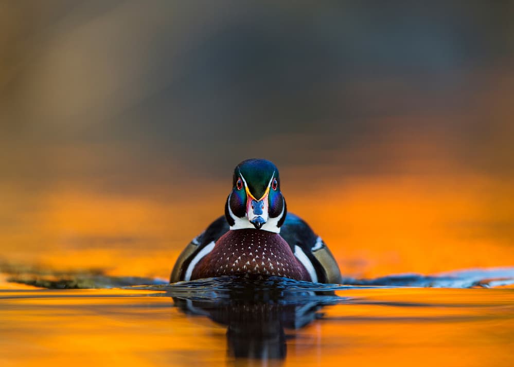 Wood Duck Golden Gaze by verdon — canvas wall art