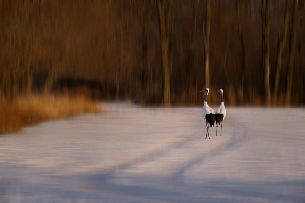 Red-crowned Cranes Winter by Chao Feng 天馬 — canvas wall art