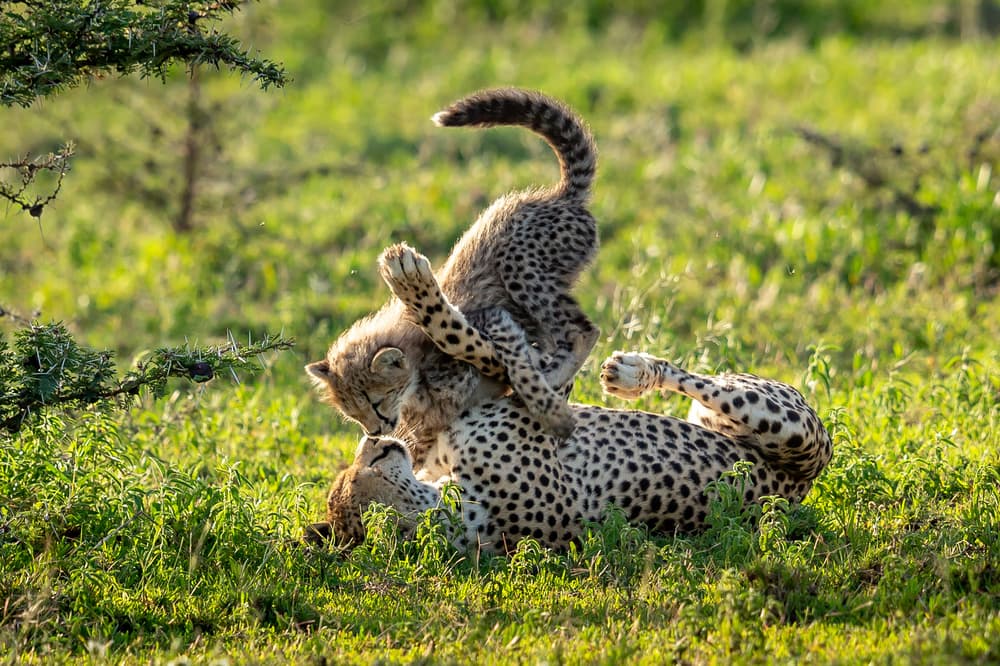 Playful Cheetah Cub by Hung Tsui — canvas wall art