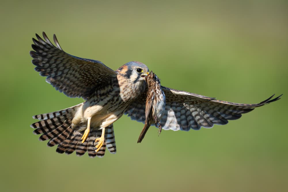 Flying Kestrel With Prey by Johnny Chen — canvas wall art