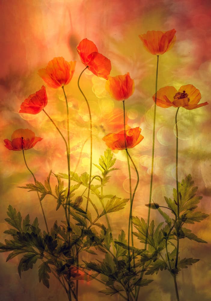 Glowing Orange Poppies by Hilda van der Lee — canvas wall art