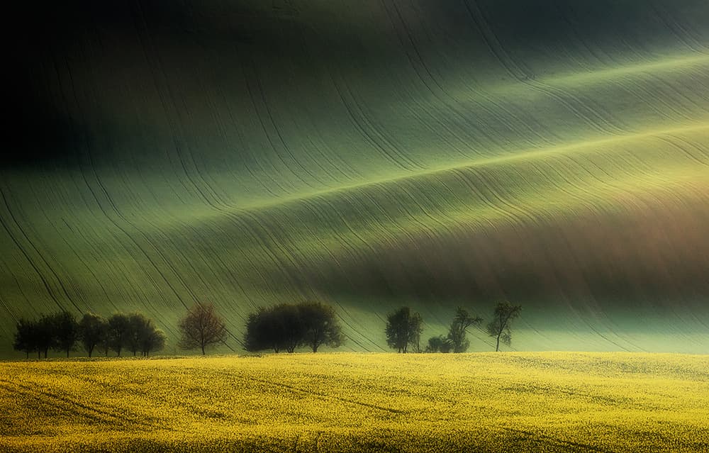 Golden Rolling Fields by Piotr Krol (Bax) — canvas wall art
