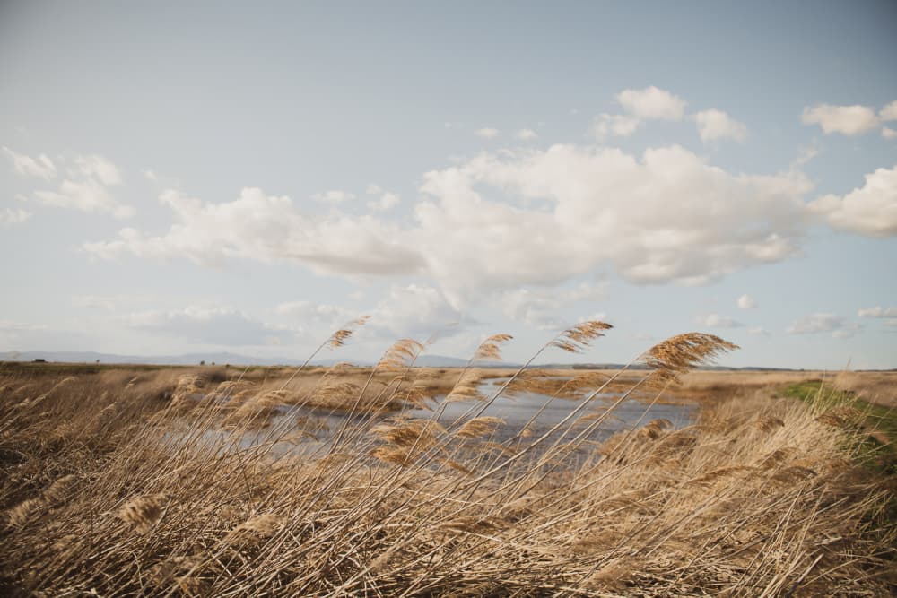 Golden Reeds Landscape by Crystal Lynn Collins — canvas wall art
