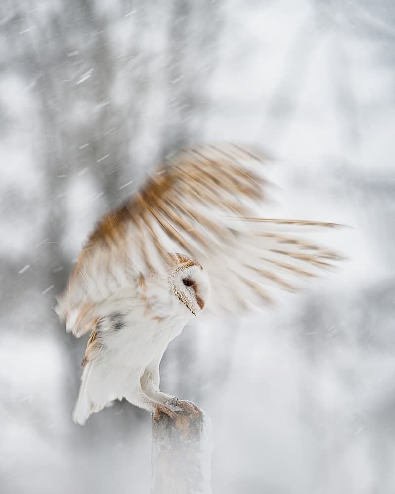 Barn Owl Winter Flight by Michaela Firešová — canvas wall art