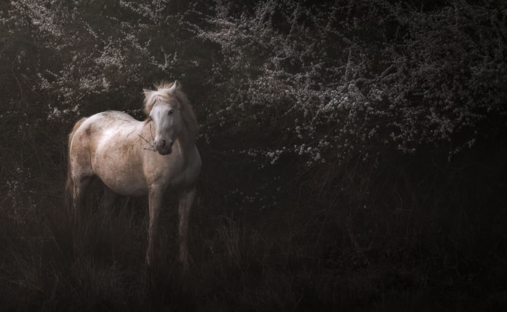 Ethereal White Horse by Giovanni Venier — canvas wall art