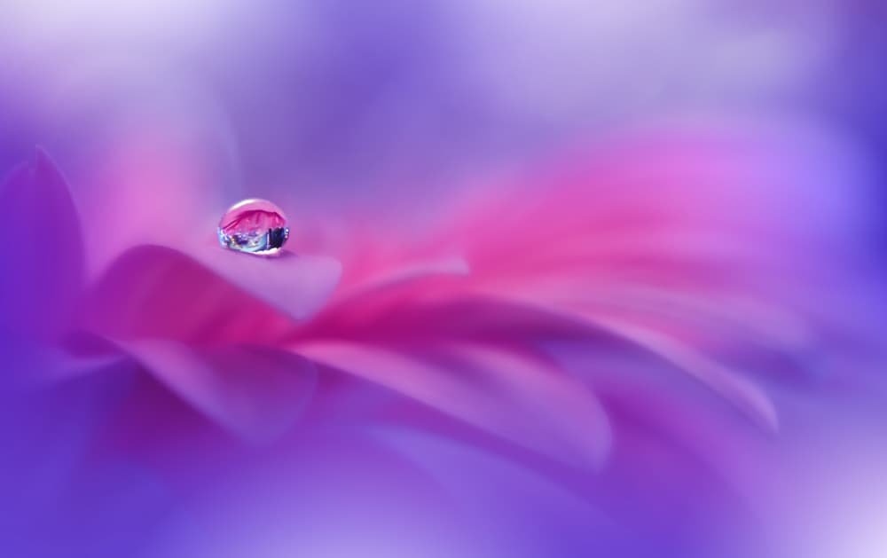 Vibrant Dew Drop by Juliana Nan — canvas wall art