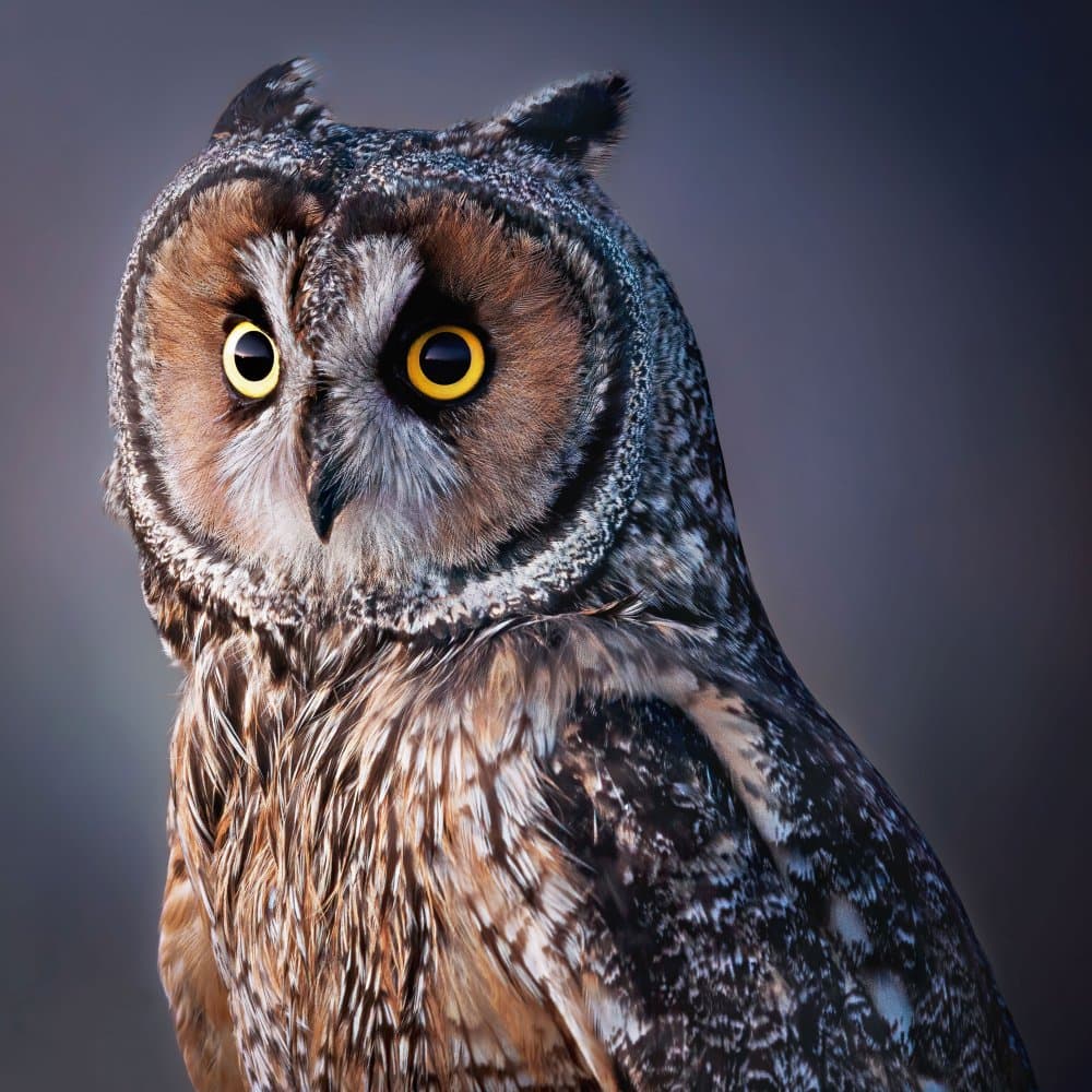 Watchful Owl Portrait by Jamie Z. Chan — canvas wall art