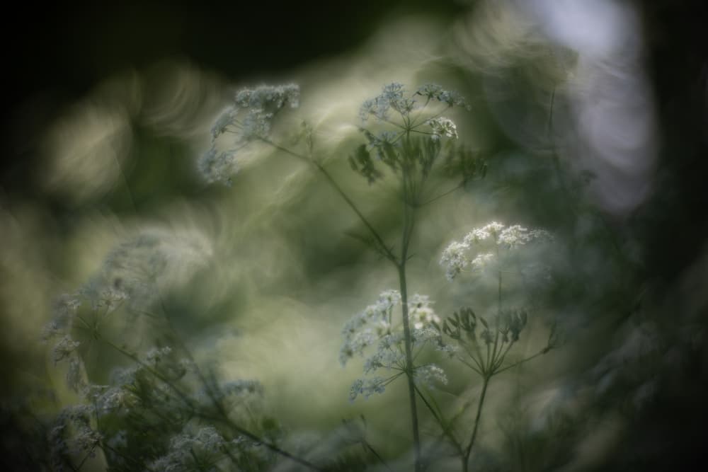 Soft Summer Floral Glow by Jan van der Linden — canvas wall art
