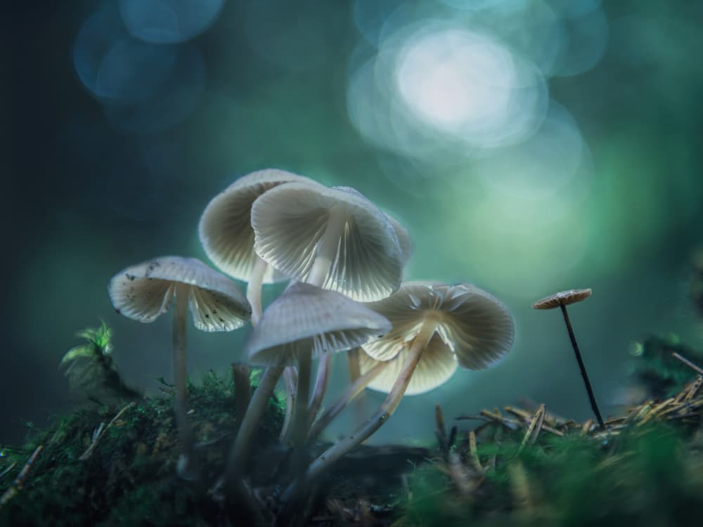Forest Dreams by Stefan Hefele — canvas wall art