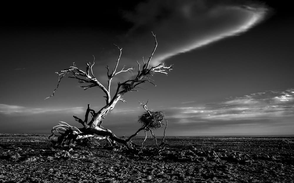 Dramatic Desert Tree by Rob Darby — canvas wall art