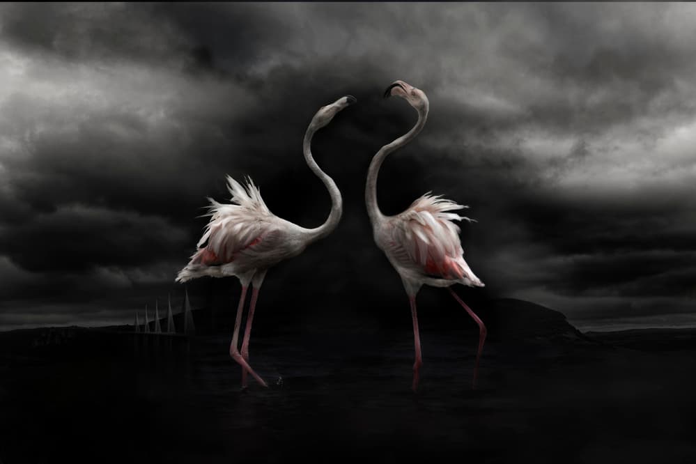 Flamingos Stormy Sky by Martine Benezech — canvas wall art
