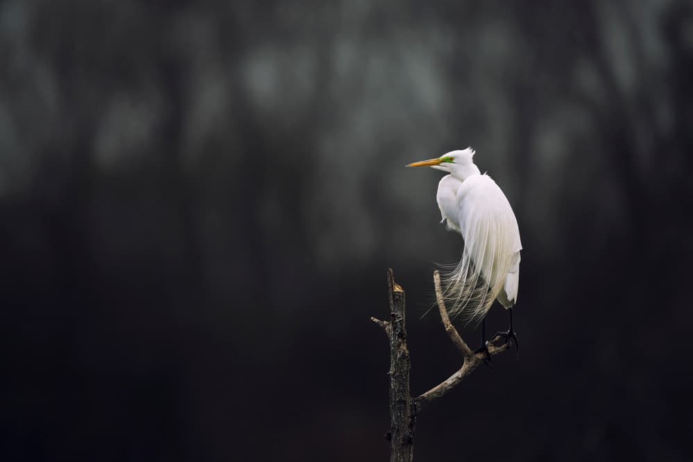 Regal White Egret by Qing Zhao — canvas wall art