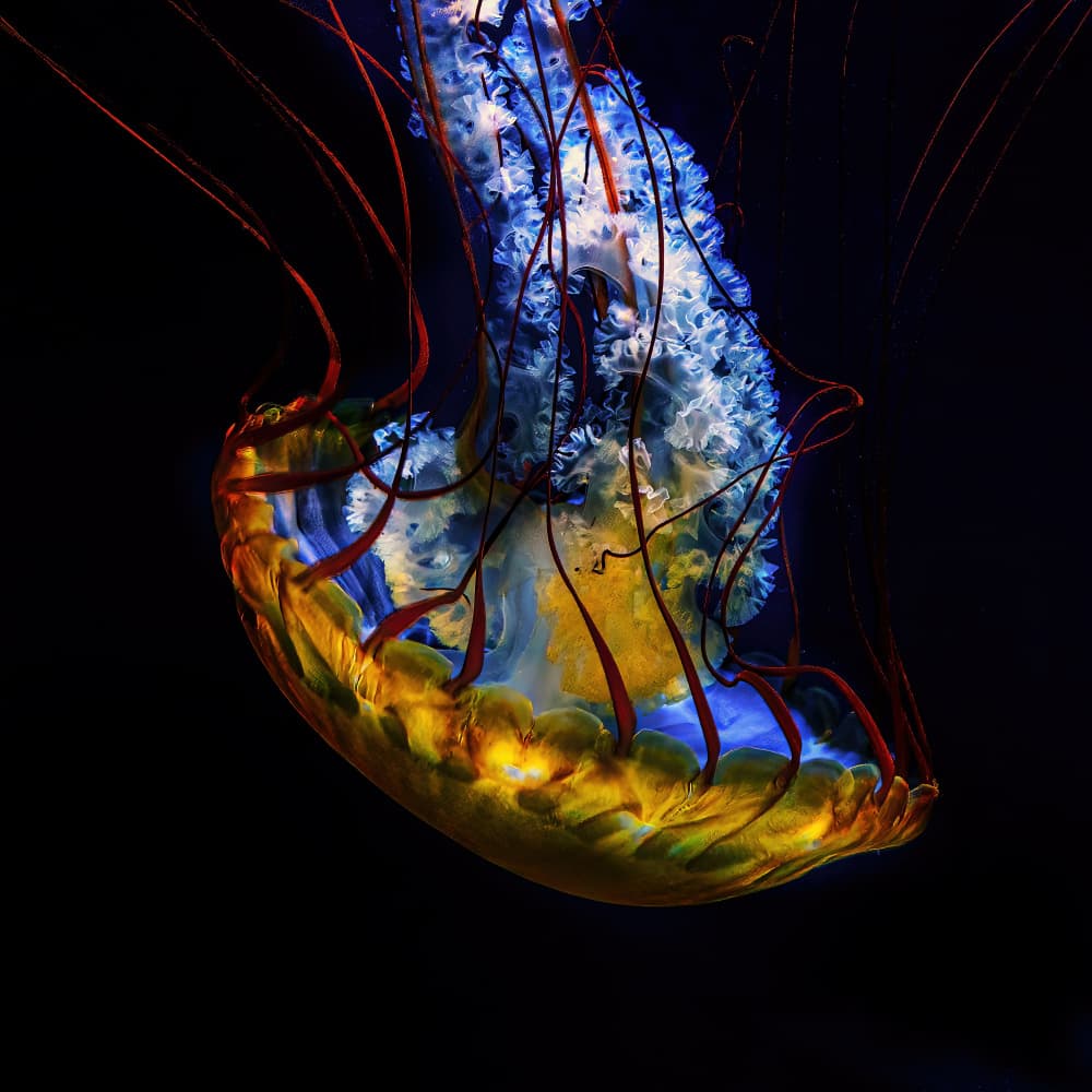 Mysterious Glowing Jellyfish by Klaus Tesching — canvas wall art